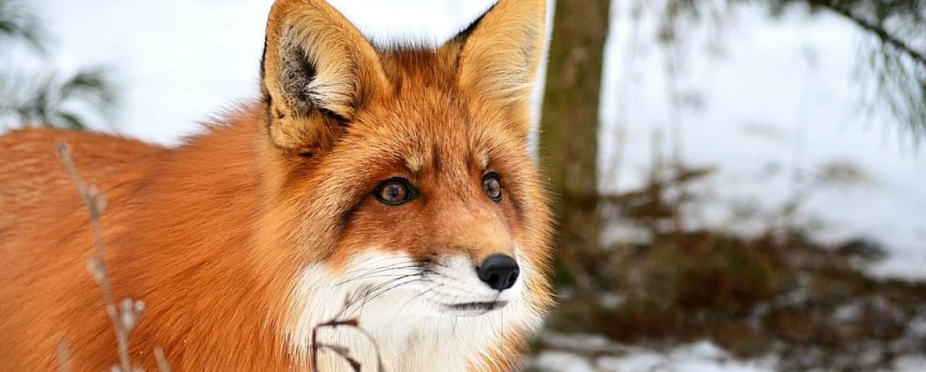 Purple Fox got an upgrade and has a worm module that allows it to infect Windows systems reachable over the Internet. The attacks are ongoing, according to Guardicore Labs.