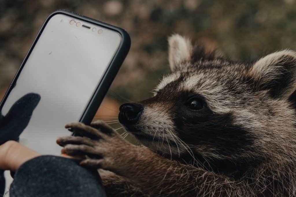 Raccoon Stealer Updated To Steal Cryptocurrency, Other Data
